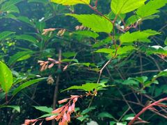 -秦岭终南山世界地质公园翠华山景区