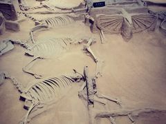 -洛阳周王城天子驾六博物馆