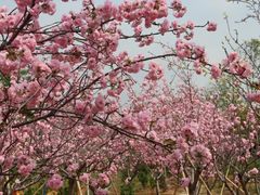 景点-天适樱花悠乐园