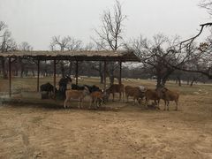 -西安秦岭野生动物园