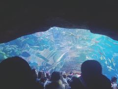 -华夏文旅海洋公园