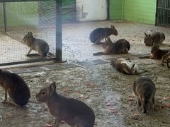 -石家庄市动物园