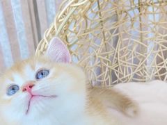 -瑞派宠物医院(搏威敦和院)