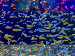 -成都浩海立方海洋公园