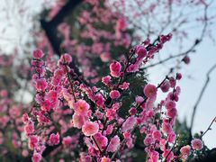 -梅花山(明孝陵内)