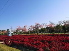 -广东花都香草世界旅游度假区