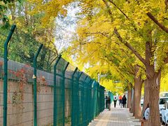 -三里屯东五街银杏大道