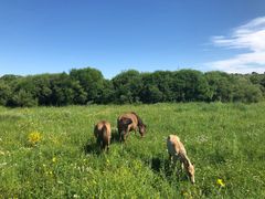 -塞罕坝国家级自然保护区