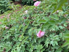 -济南国际园博园