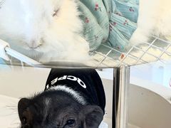 -怪兽屋·羊驼·猫咖·狗咖(俊华广场店)