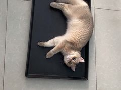 -柚子猫舍·精品猫舍购猫·猫咪认养·购宠·宠物店
