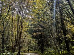 -五营红松林海景区