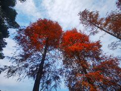 -深圳仙湖植物园