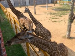 -西霞口神雕山野生动物世界