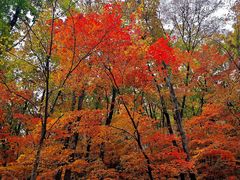 -天女山森林公园