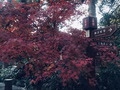 -绮园景区