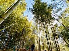 -宁波浙东大竹海景区