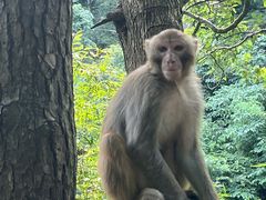 -黔灵山公园