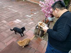 -龙福源密云水库灶台鱼
