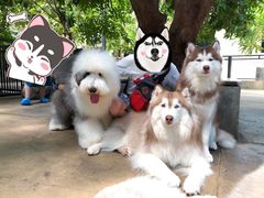 -TrueLove @ Neverland (Husky Cafe)