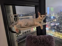 -渲嗳动物医院(异宠·复杂内科转诊中心·玖洲道富华里分院)