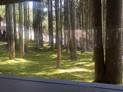 -玉苍山国家森林公园