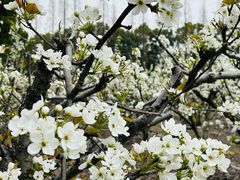 -同里国家湿地公园
