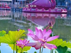 -莲花池公园