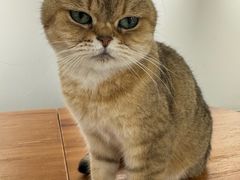 -Cappucimeow猫咪咖啡馆(韦伯时代店)