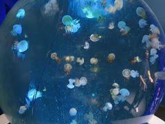 -深圳野生动物园