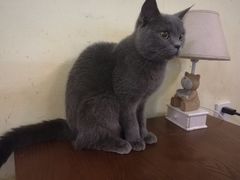 -猫色咖啡·猫咖