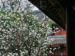 -青羊宫