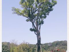 -飞凤山奥体公园