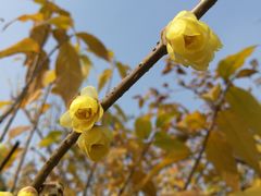 -三圣花乡旅游区