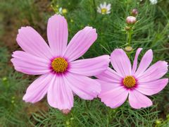 -松山湖梦幻百花洲