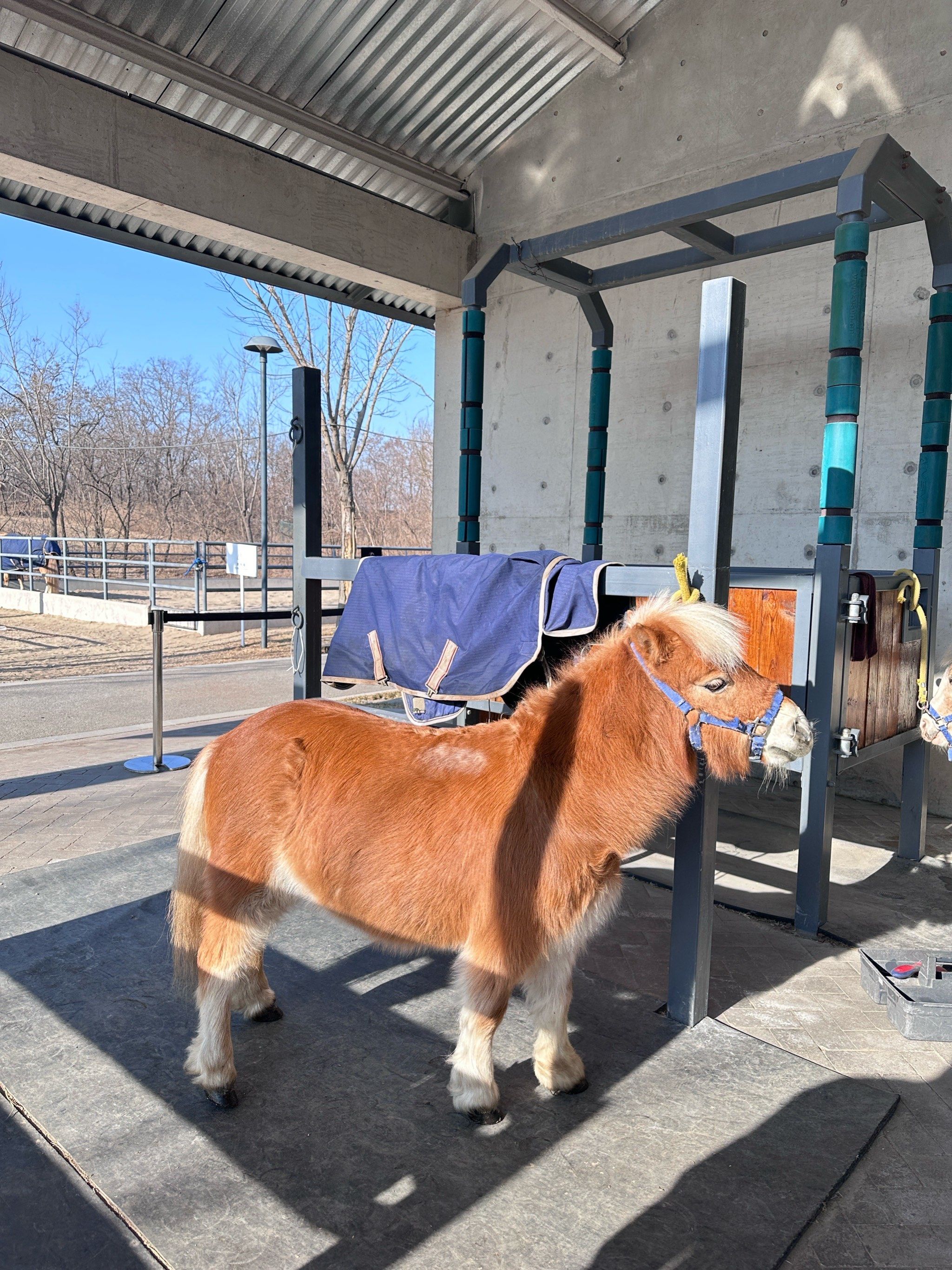 矮脚马好可爱的矮脚马讷