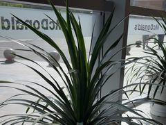 -麦当劳(北苑秋实路店)