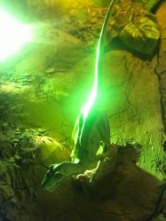 -恐龙探索乐园(磁器口店)