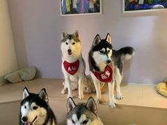 -Husky Go! 哈士奇体验馆·宠物咖啡厅狗咖