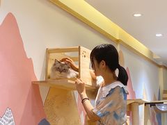 -滚猫咖啡·猫咖·猫友好撸猫(未来城店)