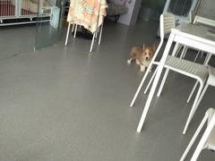 -我爱猫咪·猫咖·狗咖·安哥拉兔·羊驼咖(小寨华旗店)