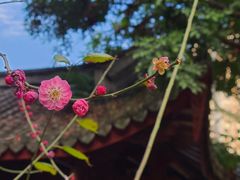-西湖公园(鼓楼区)