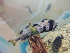 -烟台海昌鲸鲨海洋公园