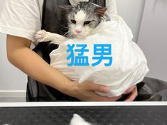 -山宅一喵德文卷毛猫舍