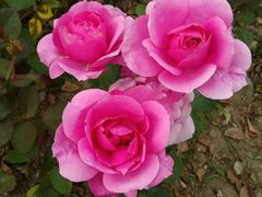 -昆山城市生态森林公园