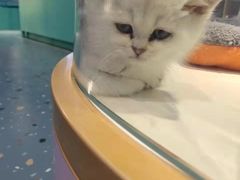 -龟与熊猫宠物公园(南坪店)