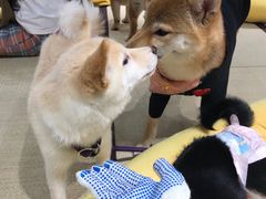 -逗柴咖啡屋·狗咖猫咖宠物桌游