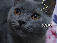 -瑞派新吉太郎宠物医院·重症转诊中心·泌尿道(嘉禾望岗院)