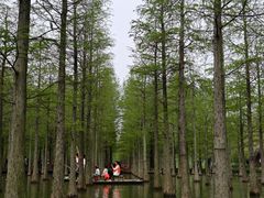 -泗洪洪泽湖湿地景区