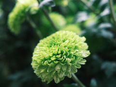 -杭州植物园